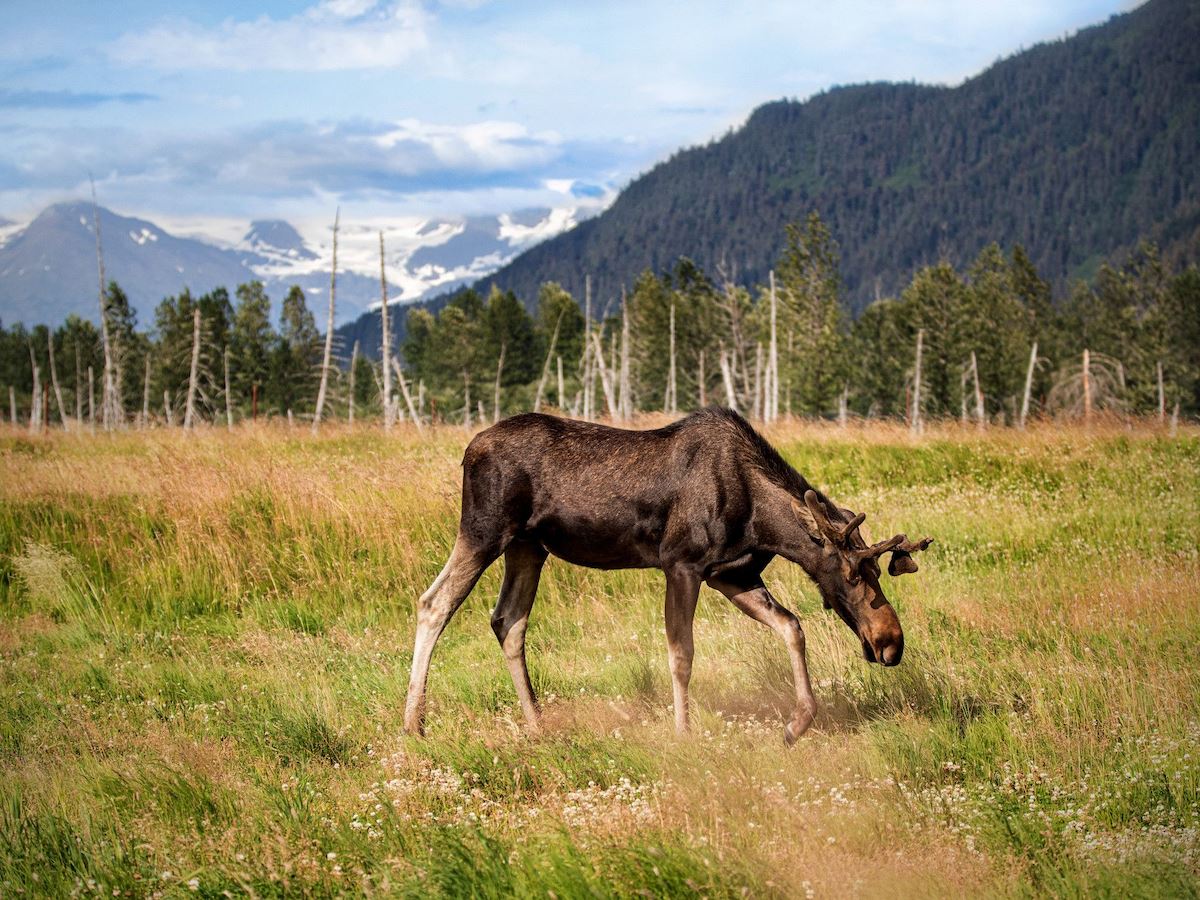 Alaska Cruise Tours with Princess | The Vacation of a Lifetime
