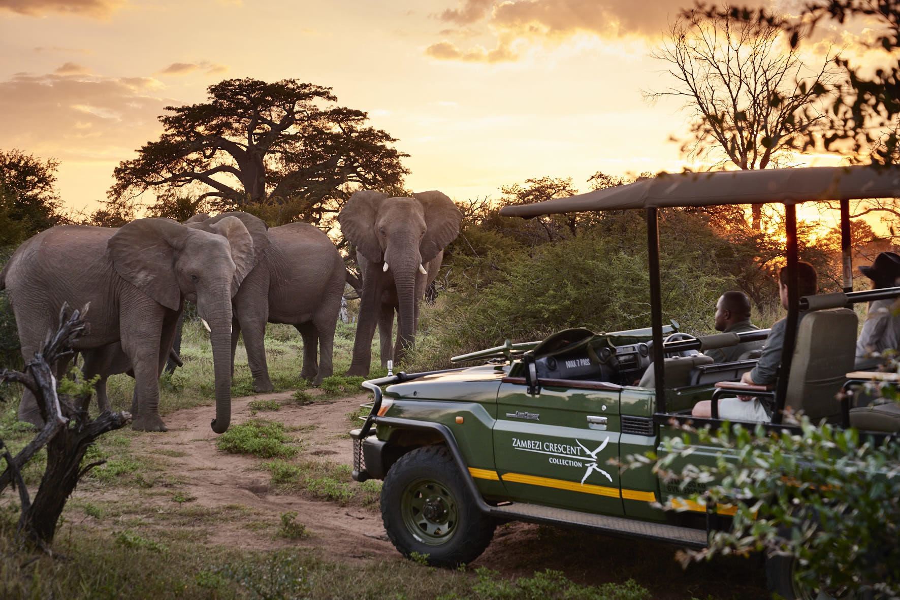 Tailor-Made Safaris
